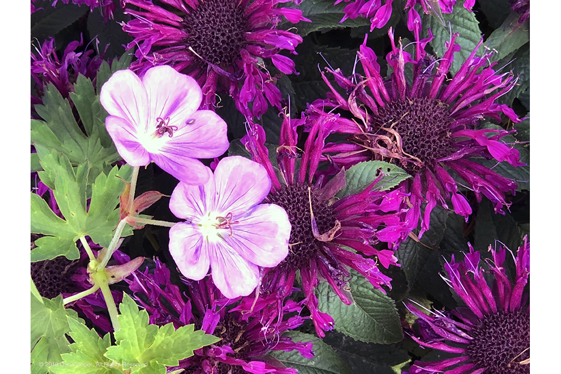 Pink Flowers